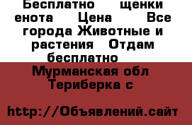 Бесплатно !!! щенки енота!! › Цена ­ 1 - Все города Животные и растения » Отдам бесплатно   . Мурманская обл.,Териберка с.